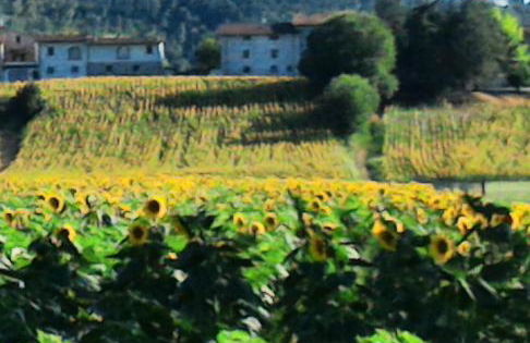 Agriturismo Podere Casenove - Foto 32