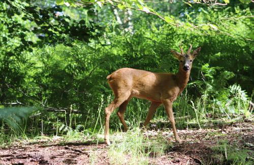 Pheasant Lodge - Photo 34