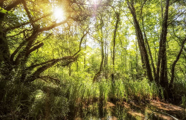 La Mandrélie - La Cabane Du Grand Chêne - Foto 10