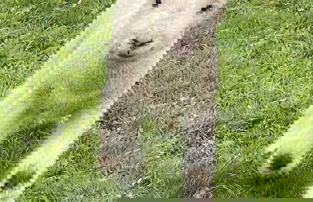 Gratton Grange Farm Holiday Cottage - Foto 40