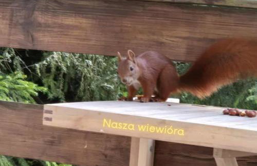 Widny Jaś zaprasza z psem nad jezioro na Kaszubach - Foto 5