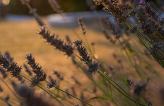Trullo Dimora Podere Papilio - Foto 38