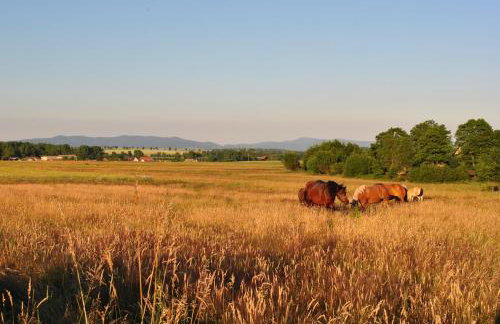Domki U Tarnawy - Foto 17