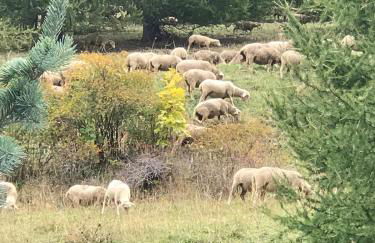 Bas de chalet station La Foux - Foto 58