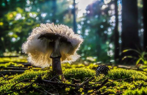 Siedlisko Przy Lesie Alpaka 3 - Foto 65