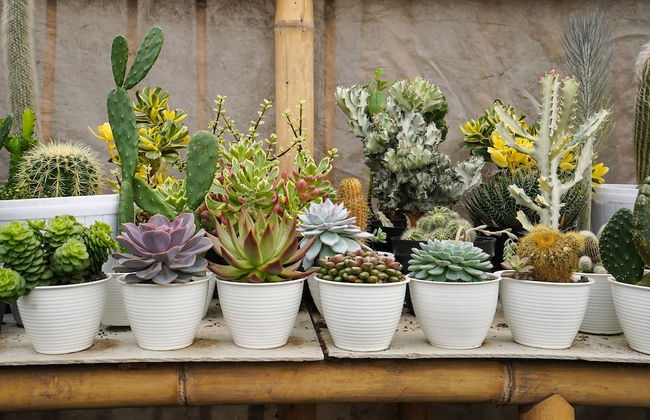 OYO Homes 91006 Eco Tourism Desa Cibodas Areng 5 Syariah - Photo 35