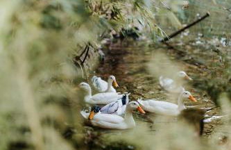 Gîtes du Bulz, en pleine forêt proche de la mer - Photo 77