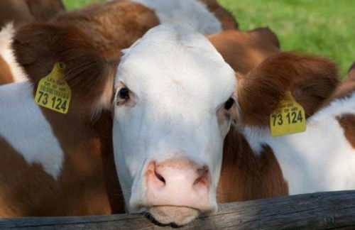 Moarhof Hackling - Ferienwohnung Anian - Foto 20