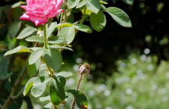 Helen's Minimal Studios & Apartments - Photo 57