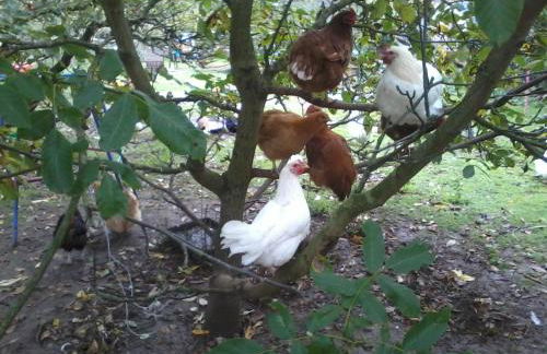 Hopewell self-catering - Foto 48