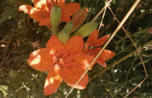 HOME L'UPUPA AMIATA - Foto 60