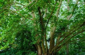 Tiny house near the Mont-Saint-Michel - Foto 10