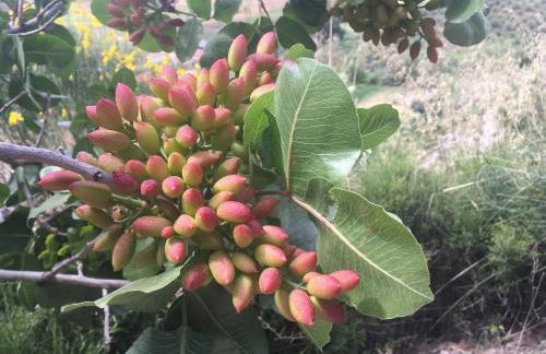 Ciuci's Manor - Foto 38