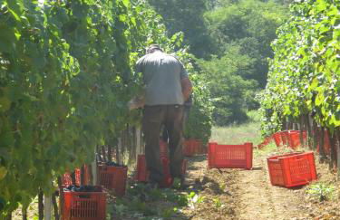 Castello di Tagliolo Wine Resort - Foto 19