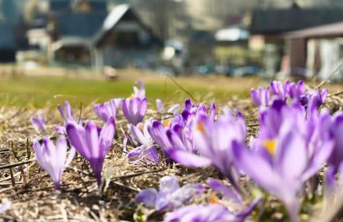 Owca za płotem - Foto 7