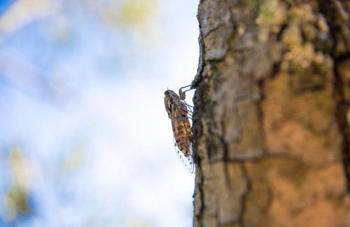 La cà dei ulif - Foto 19