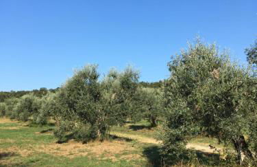 Il Bettarello - Foto 6