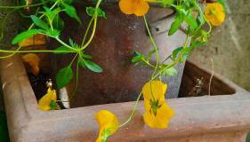 San Lorenzo 66 - Foto 3