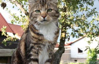 Ferienwohnung Hornig - Foto 18