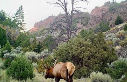 Eagles Wings, Condé Nast Luxe Yellowstone Retreat - Foto 46