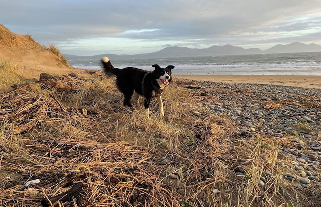Beautiful 2-bed Chalet in Llanfairpwllgwyngyll - Photo 24
