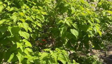 Waldtraum Wandlitzsee - Foto 2, Garden view