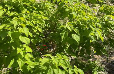 Waldtraum Wandlitzsee - Foto 2