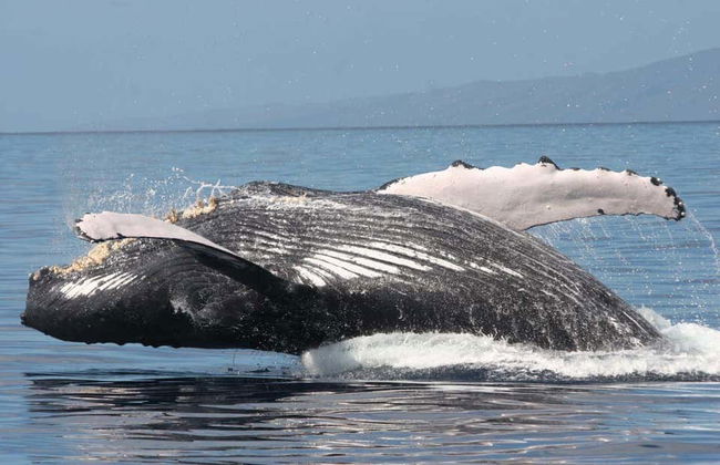 Avistamento de baleias em Maui - Foto 2