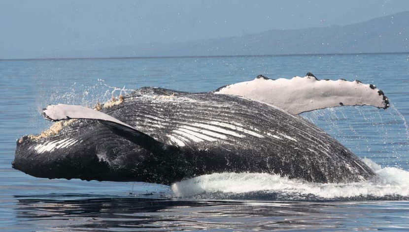 A whale breaching