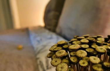 Morada dos Saguis - Foto 52