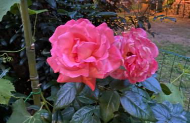 Villa Angelina Holiday Homes I Casa Limone I A pochi chilometri da Sanremo e il suo Festival I Giardino I Parcheggio privato - Photo 29