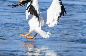 The Gemini-a dreamy, waterfront tiny cabin - Foto 34