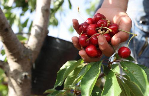 Apartman Iskra 2 - Foto 75