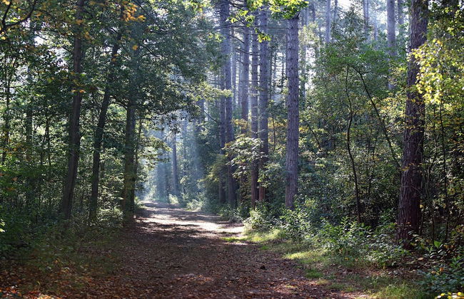 Beautiful Luxurious Villa Situated in Den Burg - Foto 69