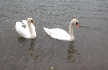 Holiday Home Kuća GORICA BLANCA - Foto 28