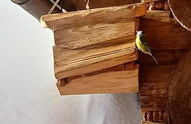 Miodowa Chata Pokoje Gościnne - Foto 32