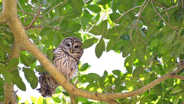 Vous verrez des animaux dans tous les coins des Flamingo Gardens