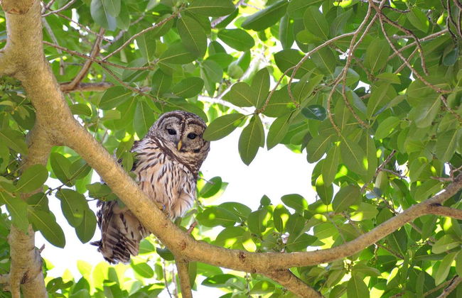 Billet pour les Flamingo Gardens - Photo 3