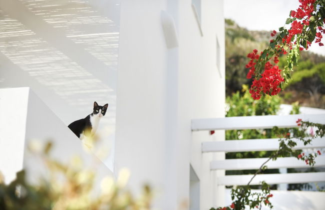 Perigiali Hotel - Photo 44