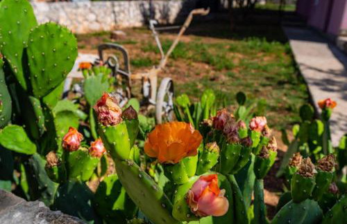 Villa Eagle - Photo 66