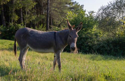 Podere del Botruccio - Foto 37