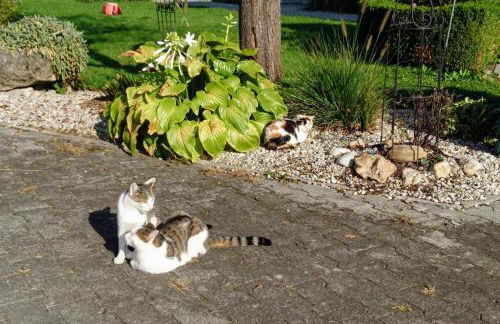 Ferienhof Fenzl - Foto 25