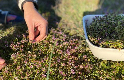 Villa Stanzietta Novigrad for 10 at Olive orchard - Foto 49