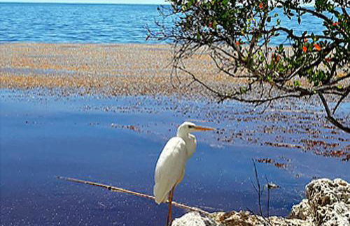 SEA MIST - Oceanfront-Lake-Kayak-Paddleboard-Bike - Foto 27