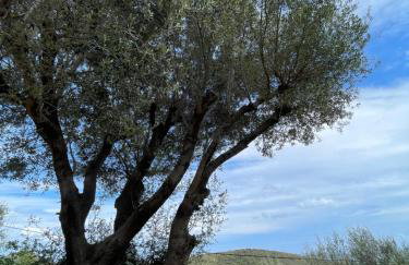 Dolce Corsica - Foto 16