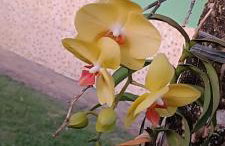 Casa de Campo , Lagoa Nova - Linhares ES - Foto 10