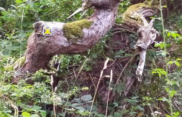 La maison D'Orée - Foto 54