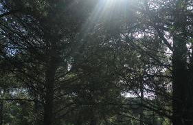 La Isabelita - Foto 8