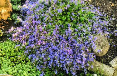 Apartments Smirnov - Foto 34