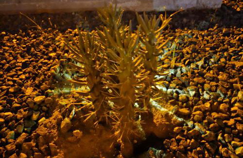 Beach 5 Villas - Immaculate 300 steps from the Ocean - Foto 20